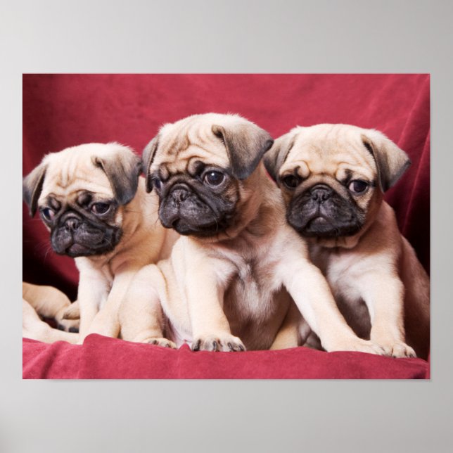 Pug Triplets Poster (Front)
