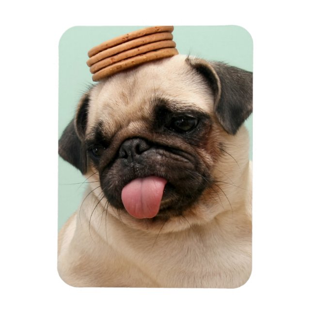 Pug Wants Treats Magnet (Vertical)