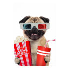 Pug watching a movie