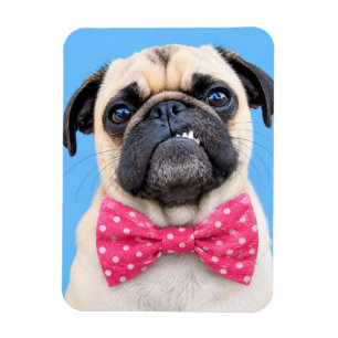 Pug Wearing Pink Bow Magnet