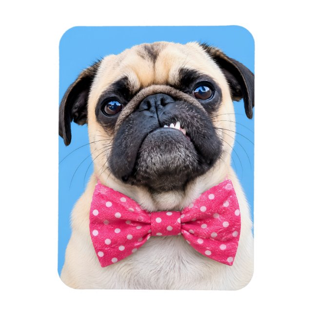 Pug Wearing Pink Bow Magnet (Vertical)