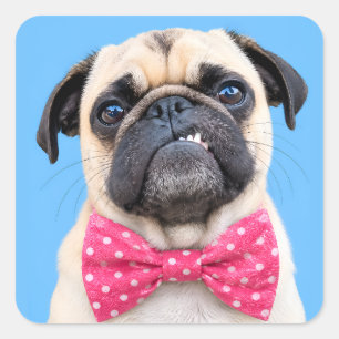 Pug Wearing Pink Bow Square Sticker