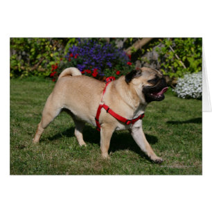 Pug Wearing Red Harness