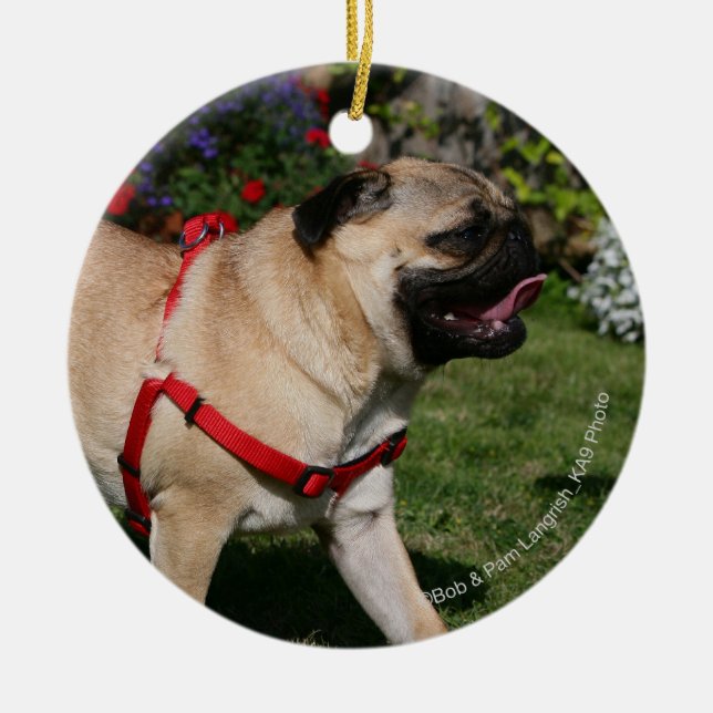 Pug Wearing Red Harness Ceramic Ornament (Front)