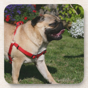 Pug Wearing Red Harness Coaster