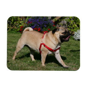 Pug Wearing Red Harness Magnet
