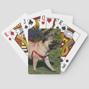 Pug Wearing Red Harness Playing Cards