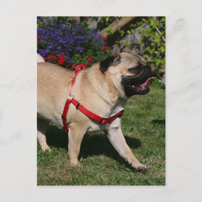 Pug Wearing Red Harness Postcard (Front)