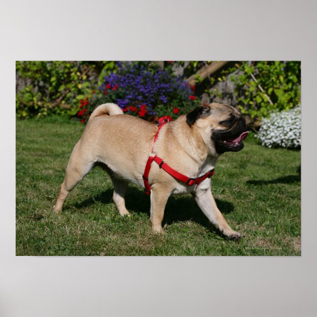 Pug Wearing Red Harness Poster (Front)
