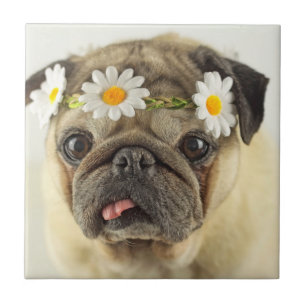 Pug with Daisy Crown Ceramic Tile