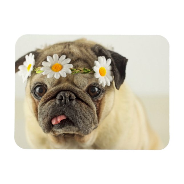 Pug with Daisy Crown Magnet (Horizontal)