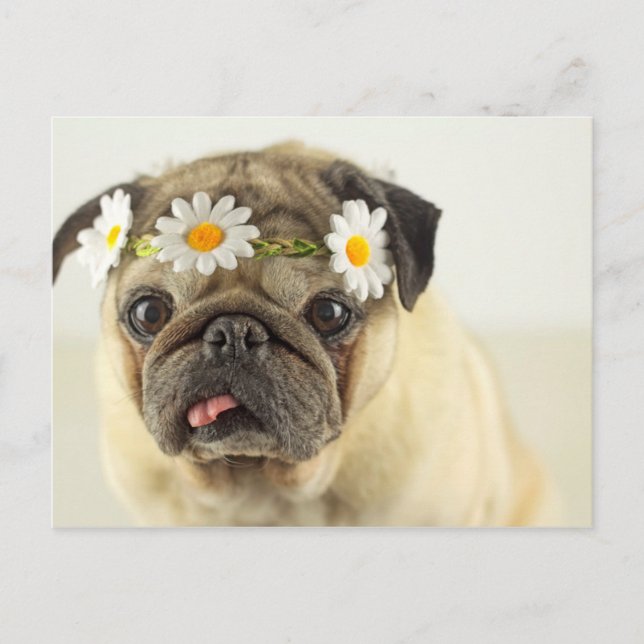 Pug with Daisy Crown Postcard (Front)