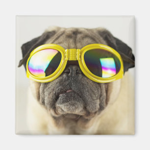 Pug with Goggles Magnet