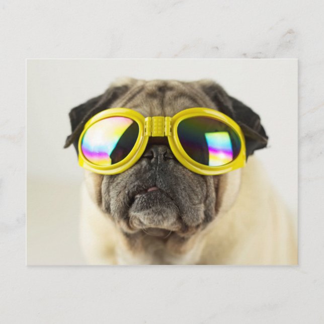 Pug with Goggles Postcard (Front)