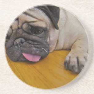 Pug with One Too Many Coasters