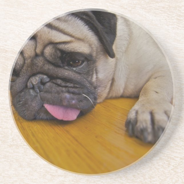 Pug with One Too Many Coasters (Front)