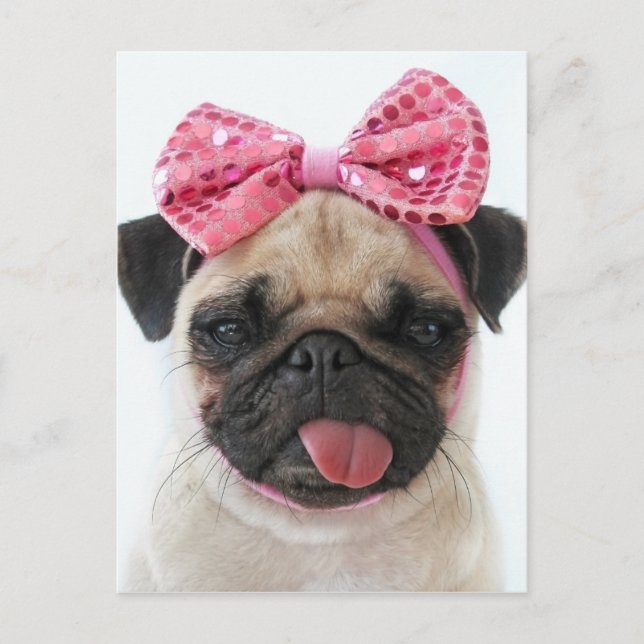 Pug with Pink Bow Postcard (Front)