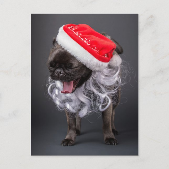 Pug Yawning in a Santa Hat and Beard Holiday Postcard (Front)