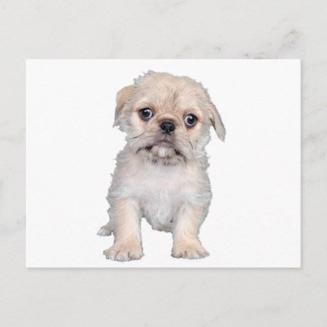 "Pug-Zu" Postcard (Front)