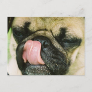 Pugalicious Postcard