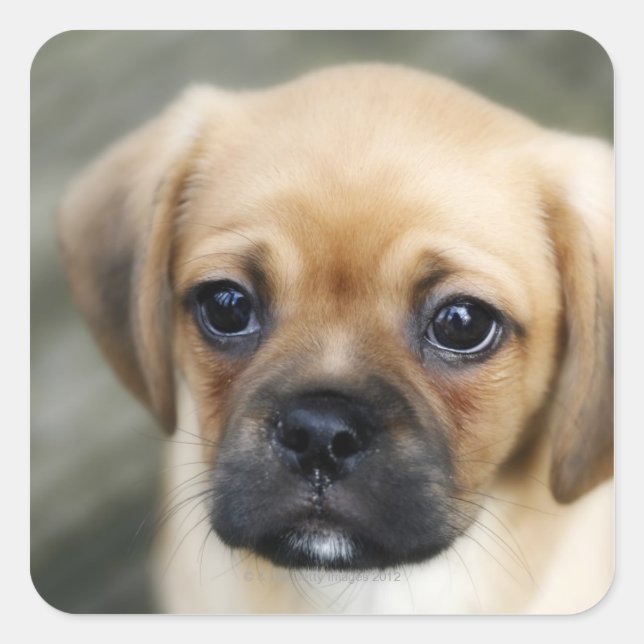Pugalier Puppy Looking at Camera Square Sticker (Front)