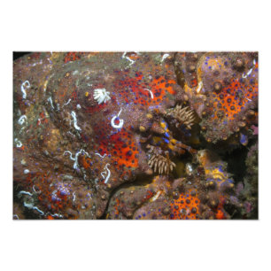 Puget Sound King Crab Photo Enlargement