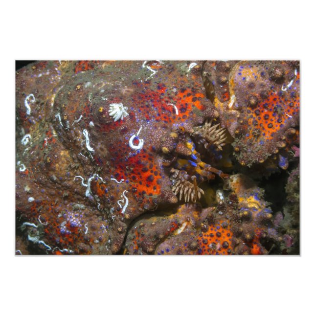 Puget Sound King Crab Photo Enlargement (Front)