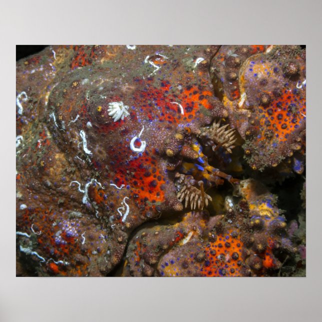 Puget Sound King Crab Poster (Front)