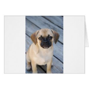 Puggle