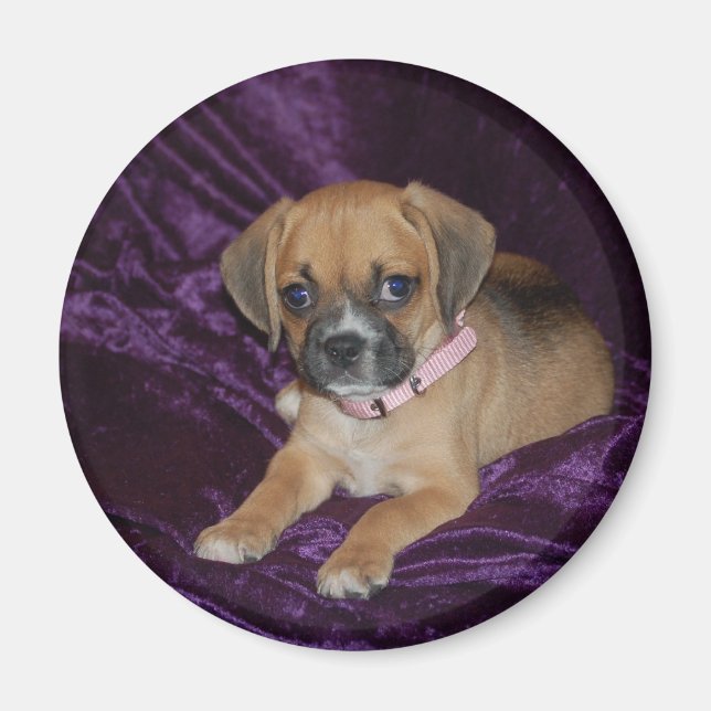 Puggle Love Magnet (Front)
