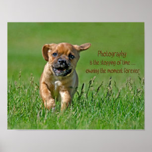 Puggle On The Run Poster