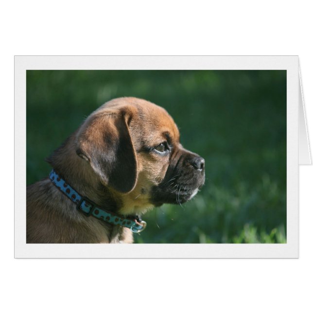 puggle profile (Front Horizontal)