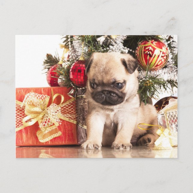 Pugs and Christmas gifts Holiday Postcard (Front)