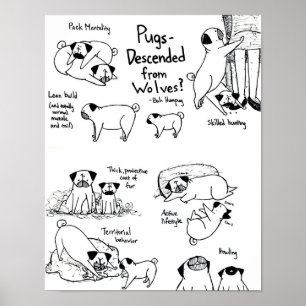 Pugs Descended From Wolves? Poster