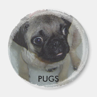 Pugs magnet