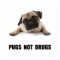 Pugs Not Drugs
