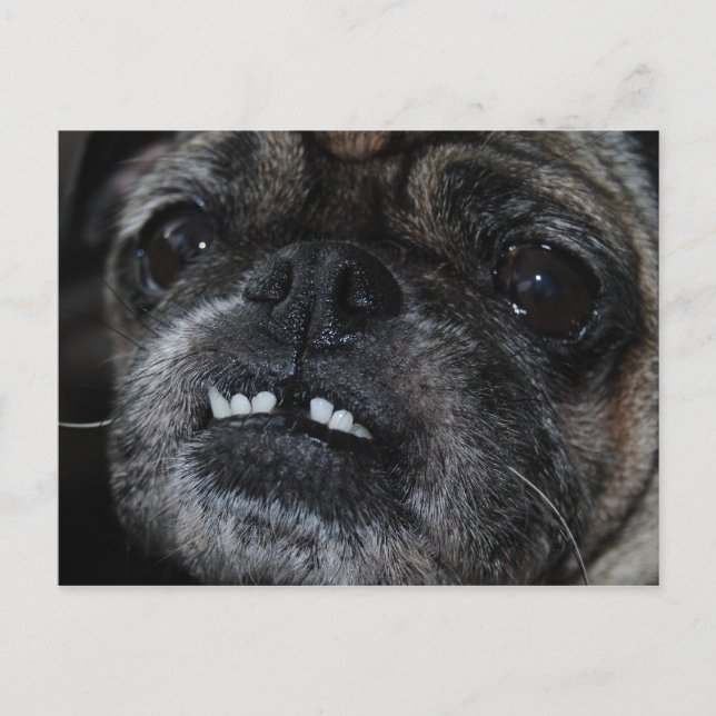 Pugs Pearly White Teeth Postcard (Front)