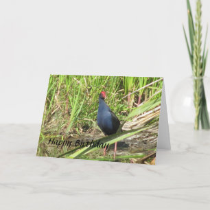 Pukeko Birthday Card