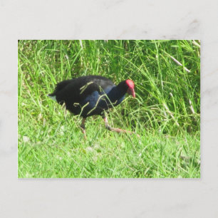 Pukeko Postcard