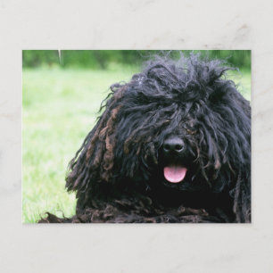 Puli Dog Postcard