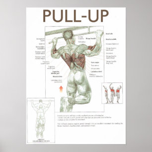 Pull-Up Anatomy Exercise Instruction Gym Poster