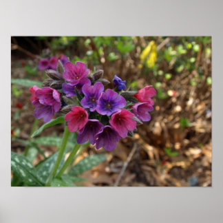 pulmonaria raspberry splash poster