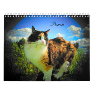 Puma Cat, My Supermodel Calico Updated Calendar