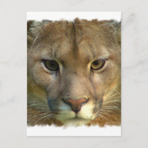 Puma Mountain Cat Postcard