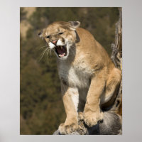 Puma or mountain lion, puma concolor, Captive -