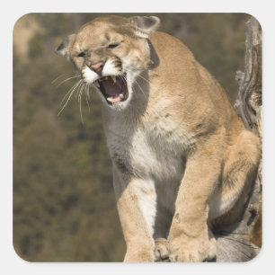 Puma or mountain lion, puma concolor, Captive - Square Sticker