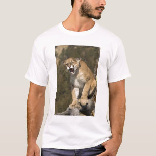 Puma or mountain lion, puma concolor, Captive - T-Shirt