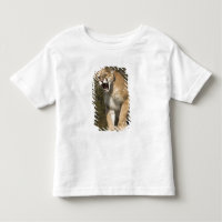 Puma or mountain lion, puma concolor, Captive -