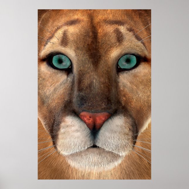 Puma Poster (Front)