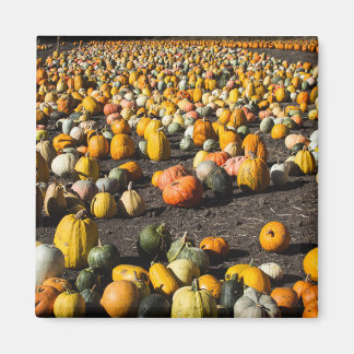 Pumkins Magnet